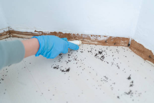 Best Wasp Removal Services  in Girard, PA